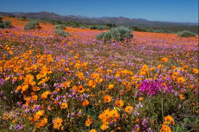 Namaqualand flowers