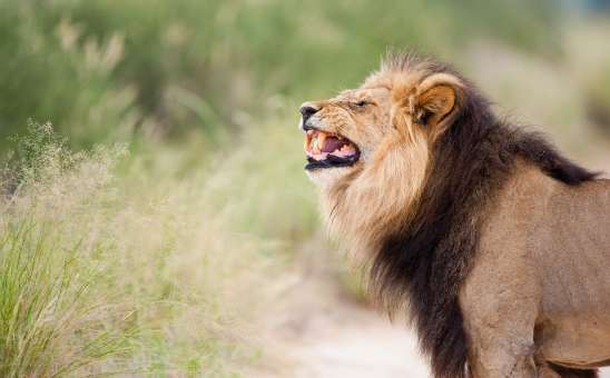 This is where to go for the best second safari in South Africa