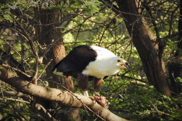 Baringo African Fish Eagle