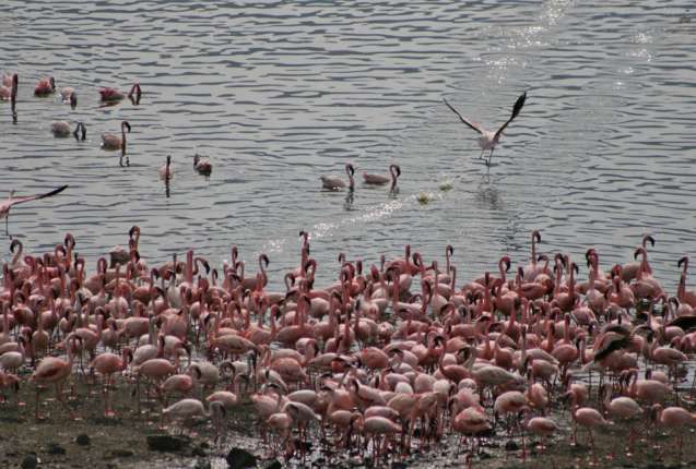 Bogoria flamingoes