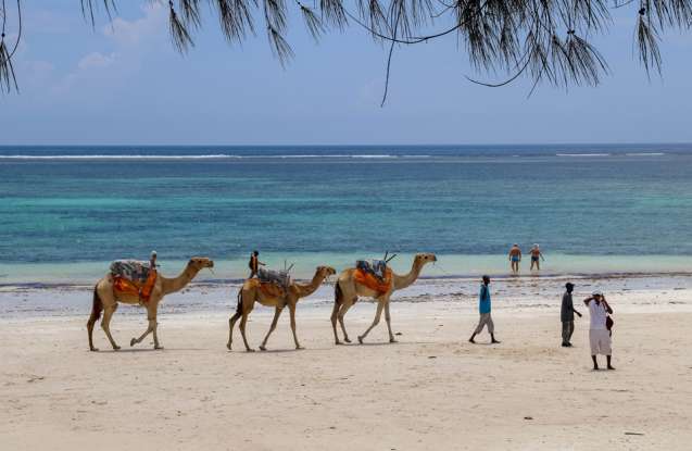 Diani Beach camels