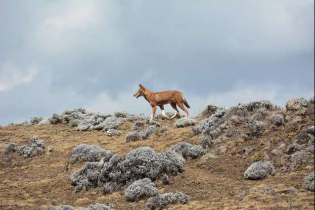 Ethiopian wolf