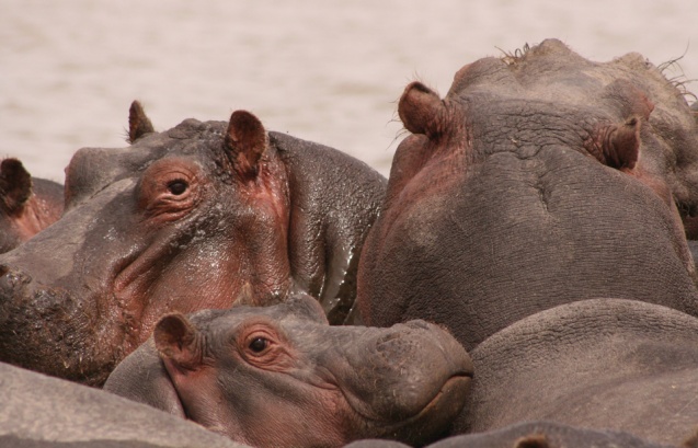 Lake Naivasha hippos