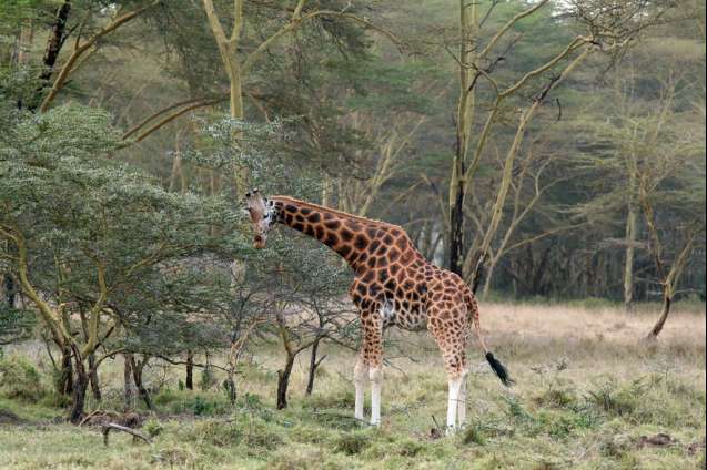 Lake Nakuru giraffe