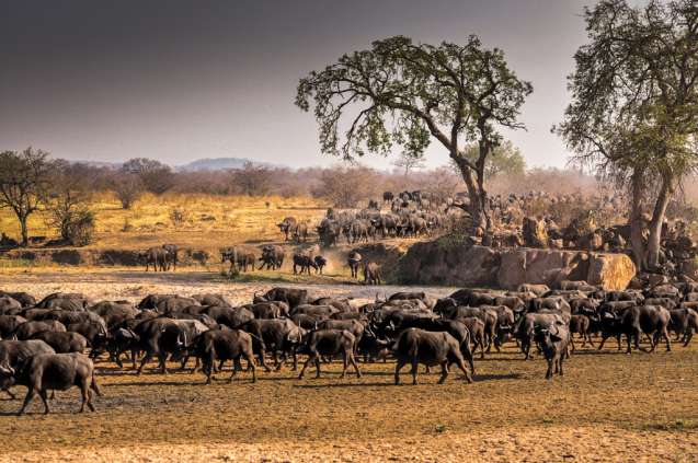 Ruaha buffalos, Tanzania