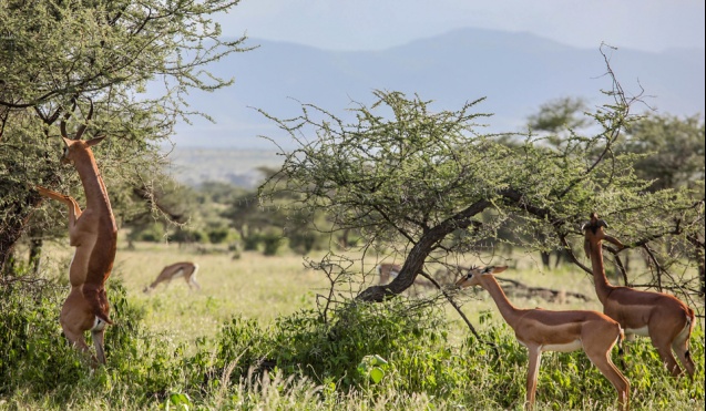 Samburu gerenuk