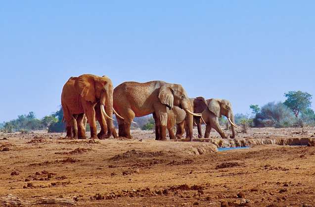 Tsavo elephants