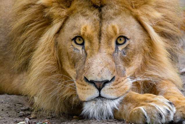 Tsavo lion