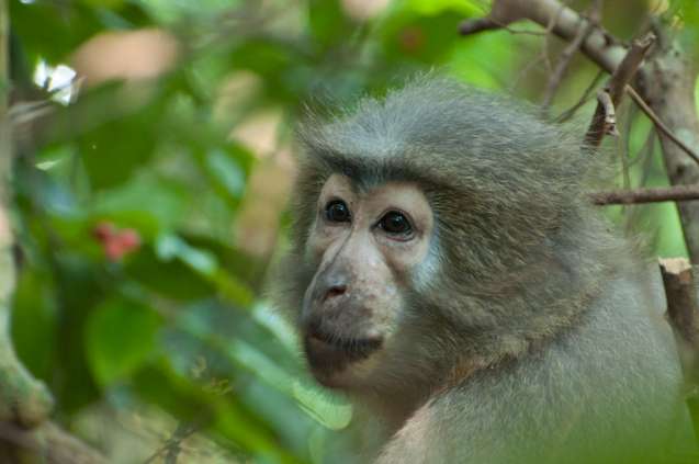 Udzungwa Mountains primate