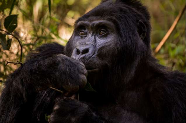 Uganda gorillas
