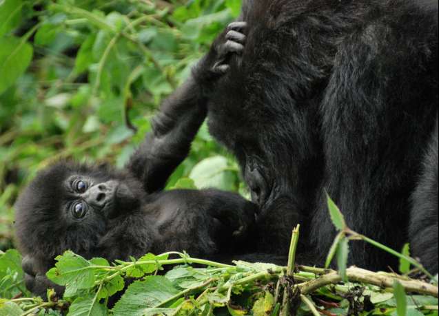 Volcanoes gorillas in Rwanda