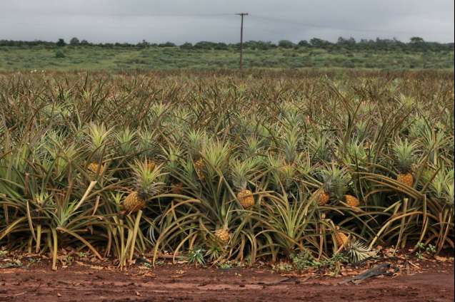 Field of pineapples