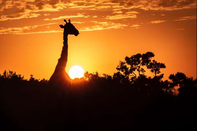 Giraffe at sunset