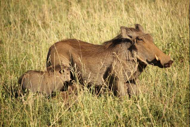 Mom and baby warthog