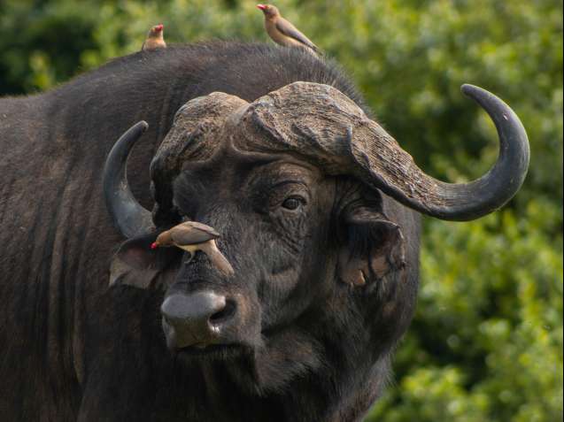 Hanging with buffalo