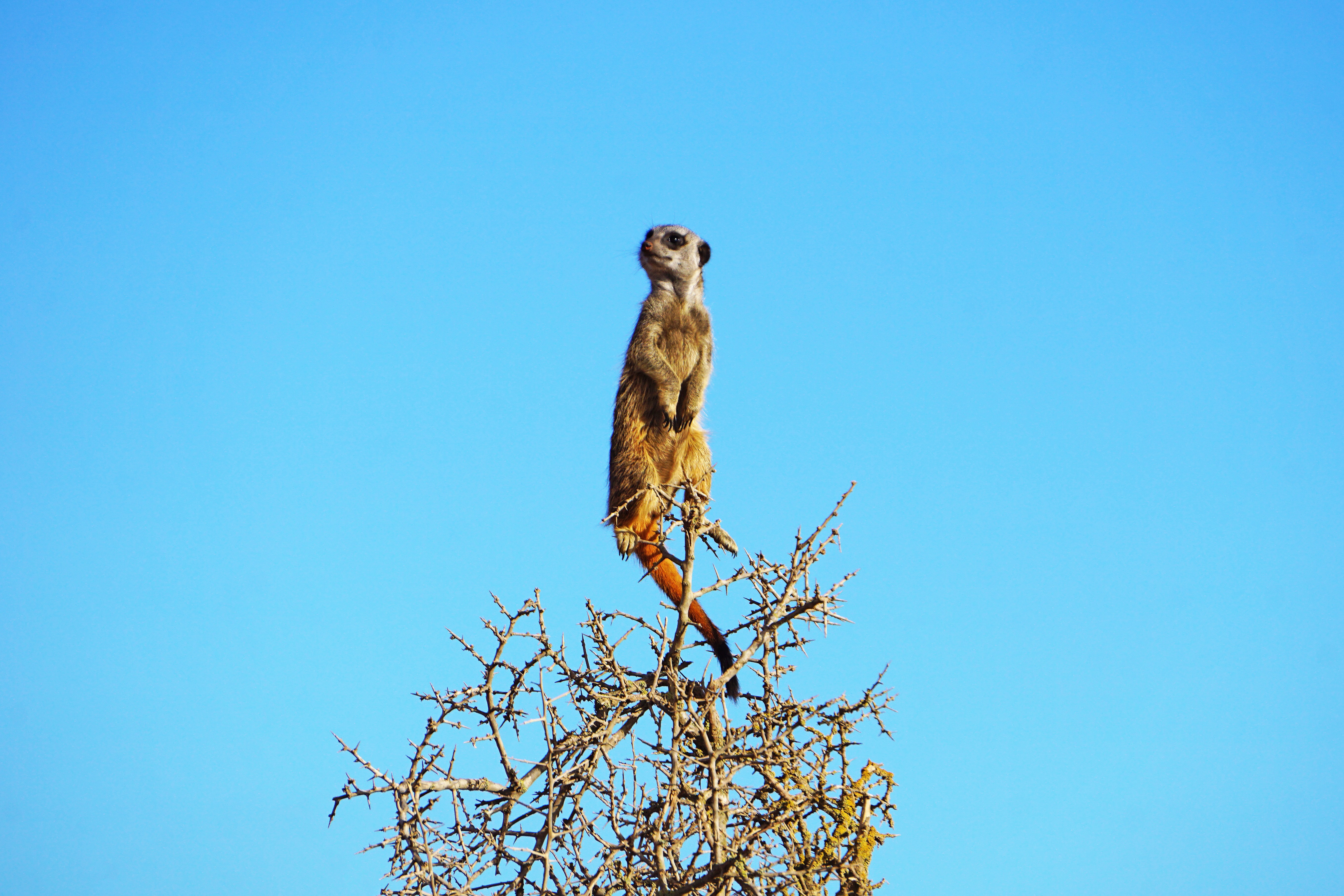 Eastern Cape Safaris Addo Kariega And Amakhala Tours African