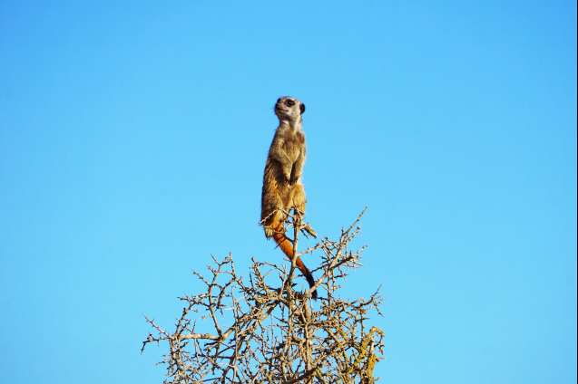 Meerkat looking