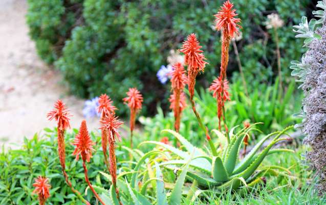 Aloes