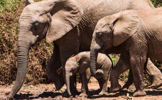 5 Malaria-Free Game Reserves for Family Safaris in the Eastern Cape