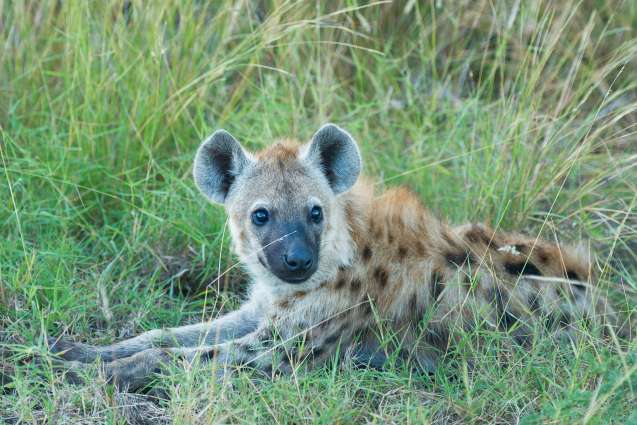 Hyena resting