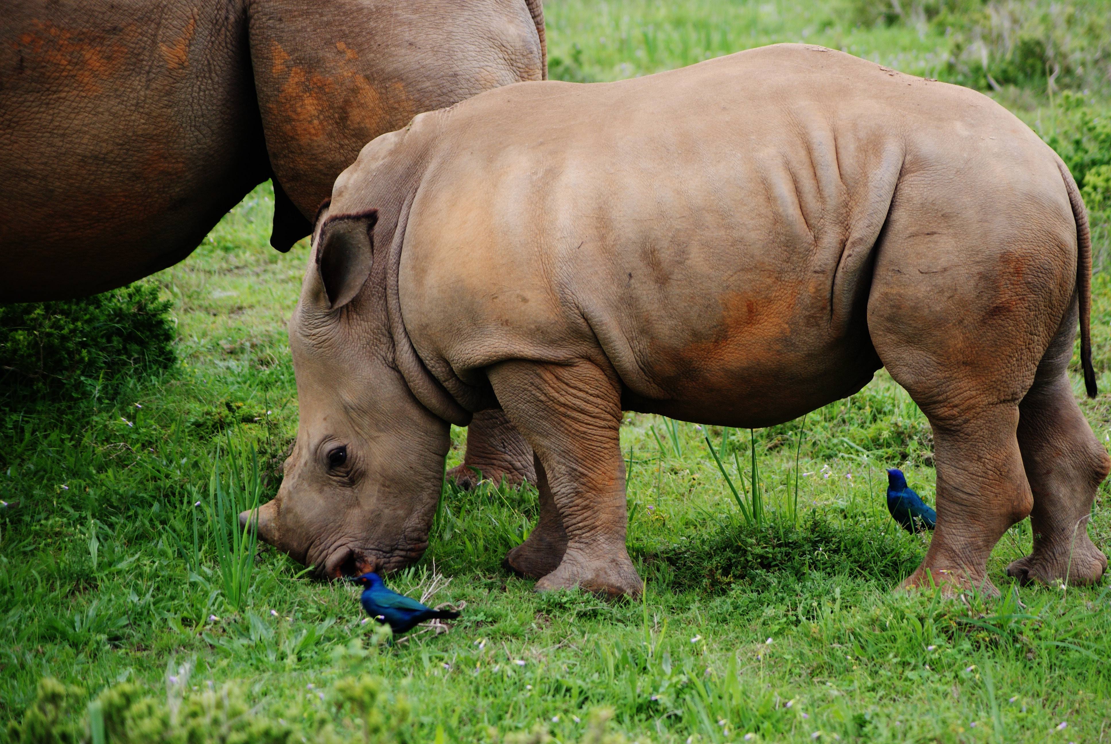 Eastern Cape Safaris Addo Kariega And Amakhala Tours African