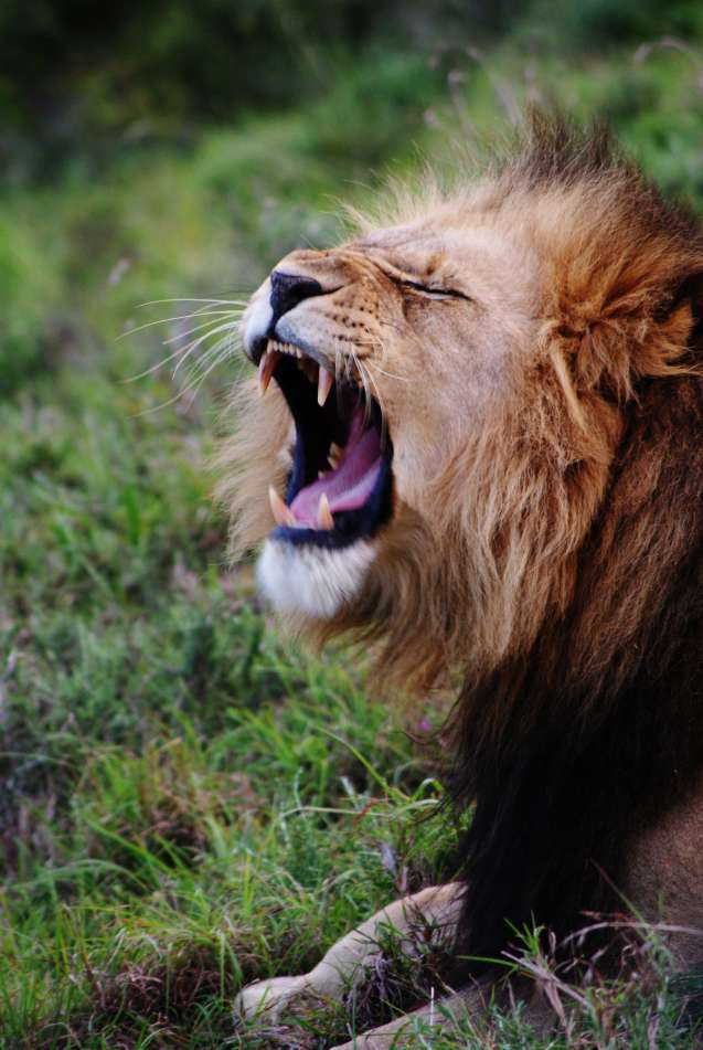 Tired lion
