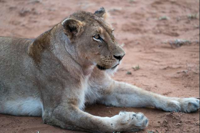 Lion safari in South Africa