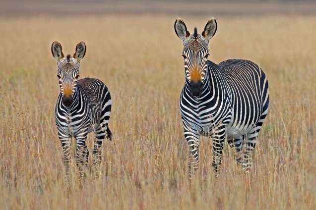Safari in South Africa, zebras