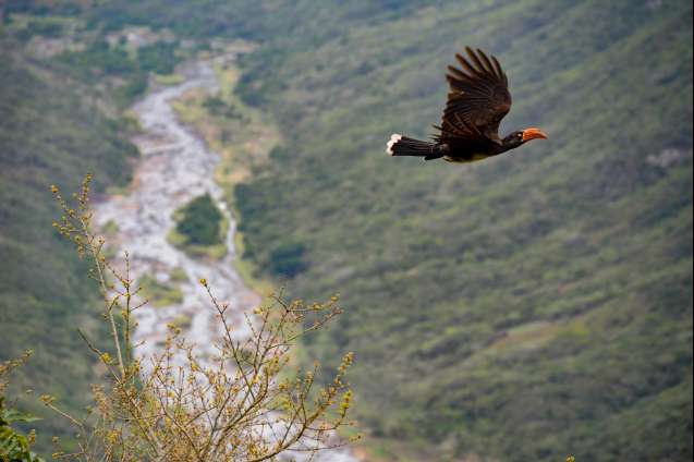 Soaring