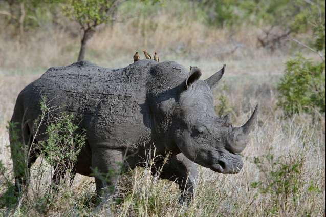 Rhino and friends