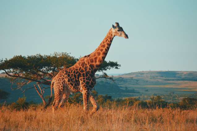 Standing tall
