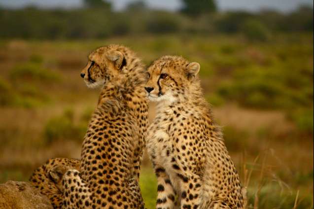 South Africa Safari safety