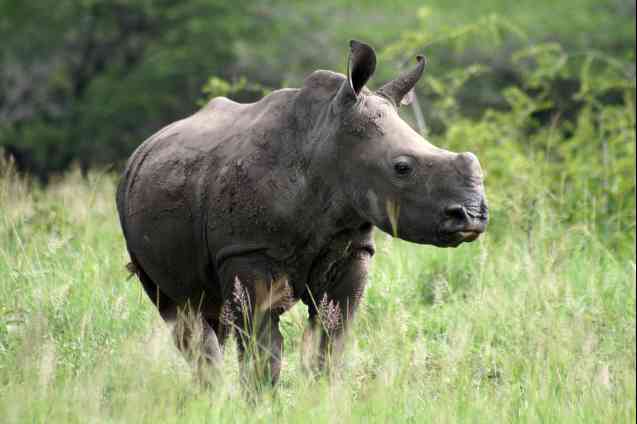 Hluhluwe, KwaZulu Natal