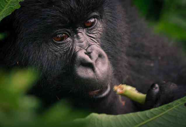 Volcanoes National Park, Rwanda