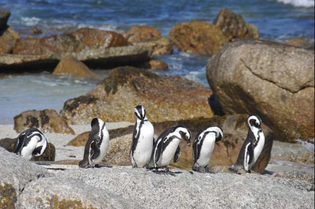 South Africa penguins - Best Places in Africa