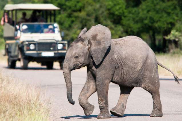 Best place to visit in South Africa, Kruger