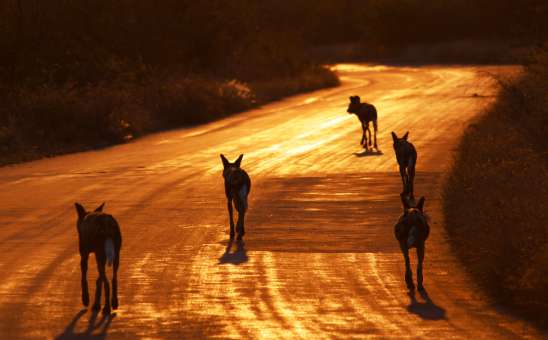 Top Tips for the Best Malaria Free Safari in South Africa