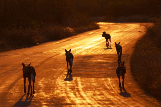 Wild dogs on Kruger Safari South Africa