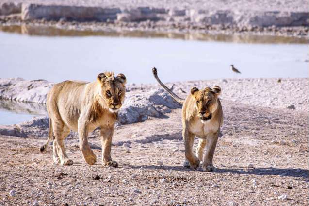 Etosha Safari lions