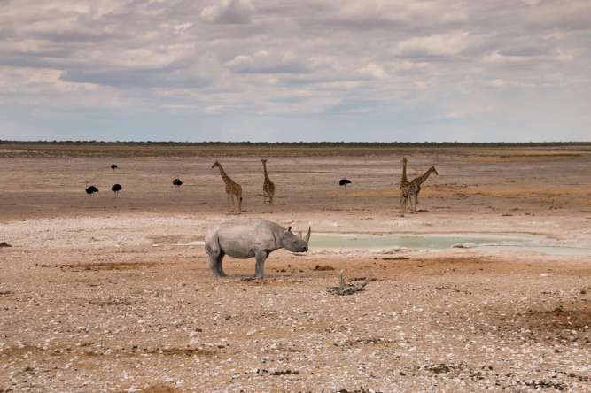 Etosh wildlife safari in Namibia