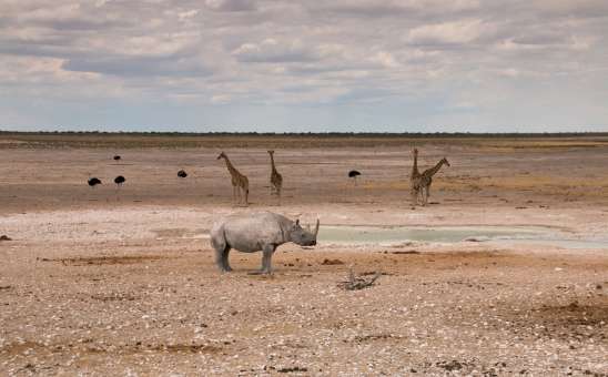 Etosh wildlife safari in Namibia