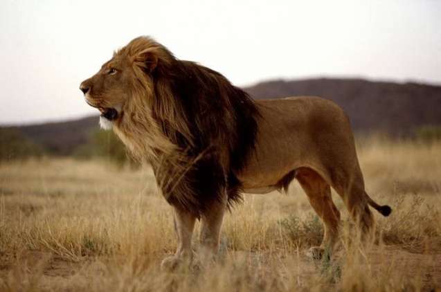 Explore Namibia Camping Safari lion
