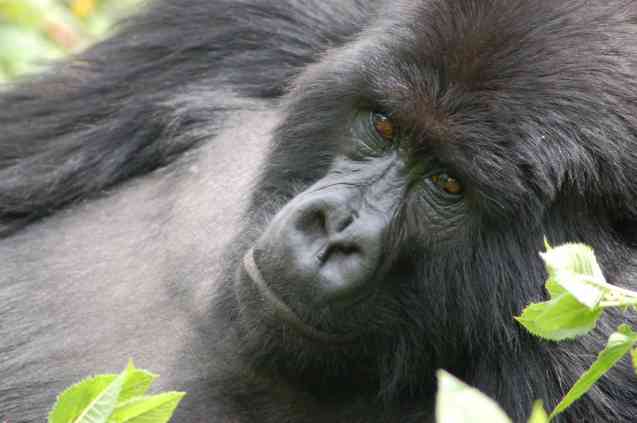 Rwanda gorilla trekking tours