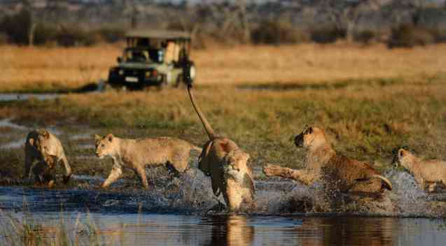 Savuti lions