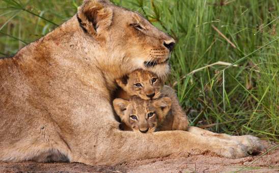 Where to see lions in Africa (best places for an African lion safari)
