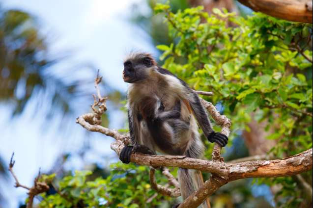 Red colobus monkeys Zanzibar island