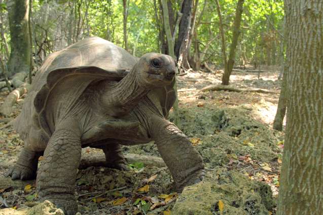 Giant tortoise prison island Zanzibar