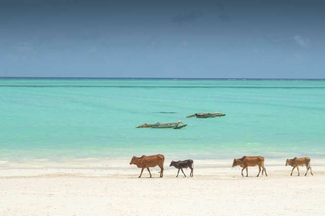Zebu cows on Zanzibar beach