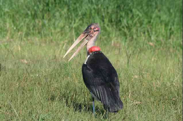 Marabou stork