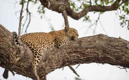 Did you know? Fun Facts About the Big 5 Animals and Other Wildlife in Africa!